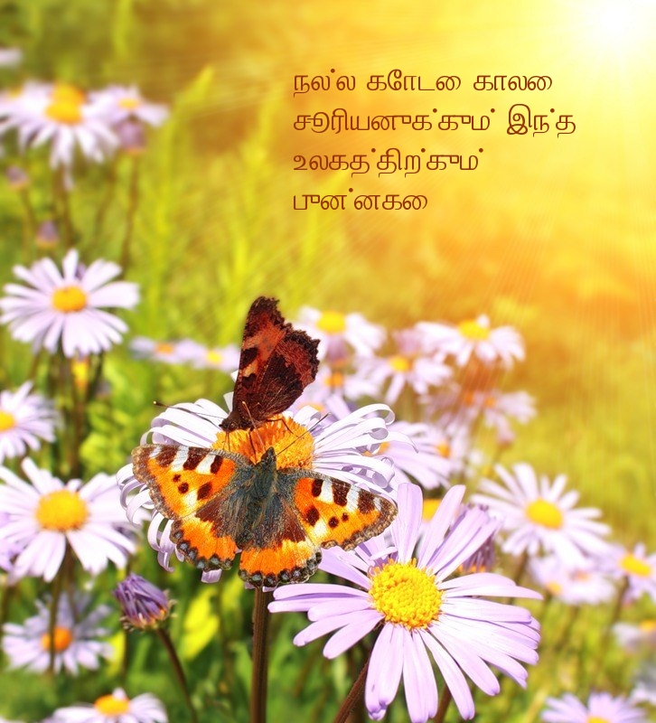 நல்ல கோடை காலை. சூரியனுக்கும் இந்த 