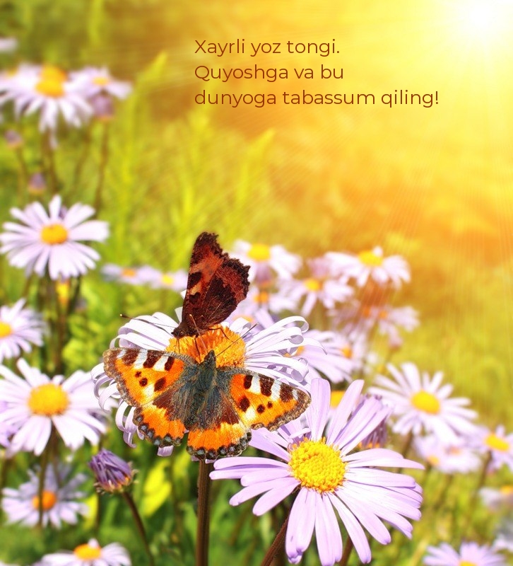 Xayrli yoz tongi. Quyoshga va bu dunyoga tabassum qiling!