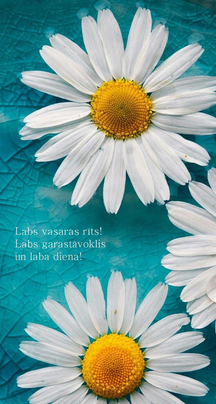 Labs vasaras rīts! Labs garastāvoklis un laba diena!