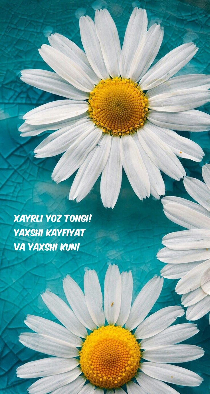 Xayrli yoz tongi! Yaxshi kayfiyat va yaxshi kun!