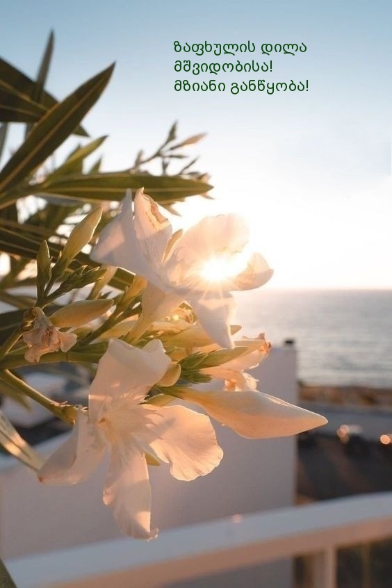 ზაფხულის დილა მშვიდობისა! მზიანი განწყობა!