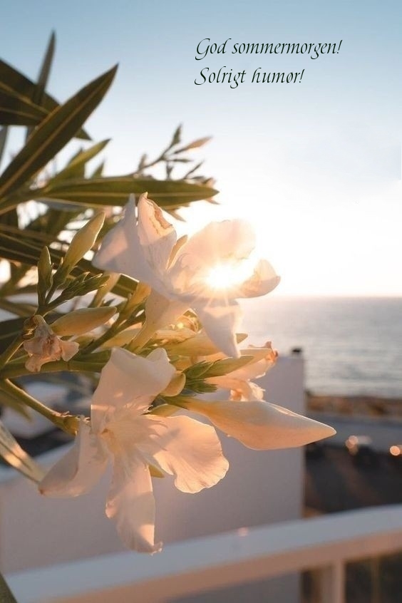 God sommermorgen! Solrigt humør!