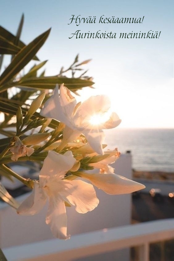 Hyvää kesäaamua! Aurinkoista meininkiä!