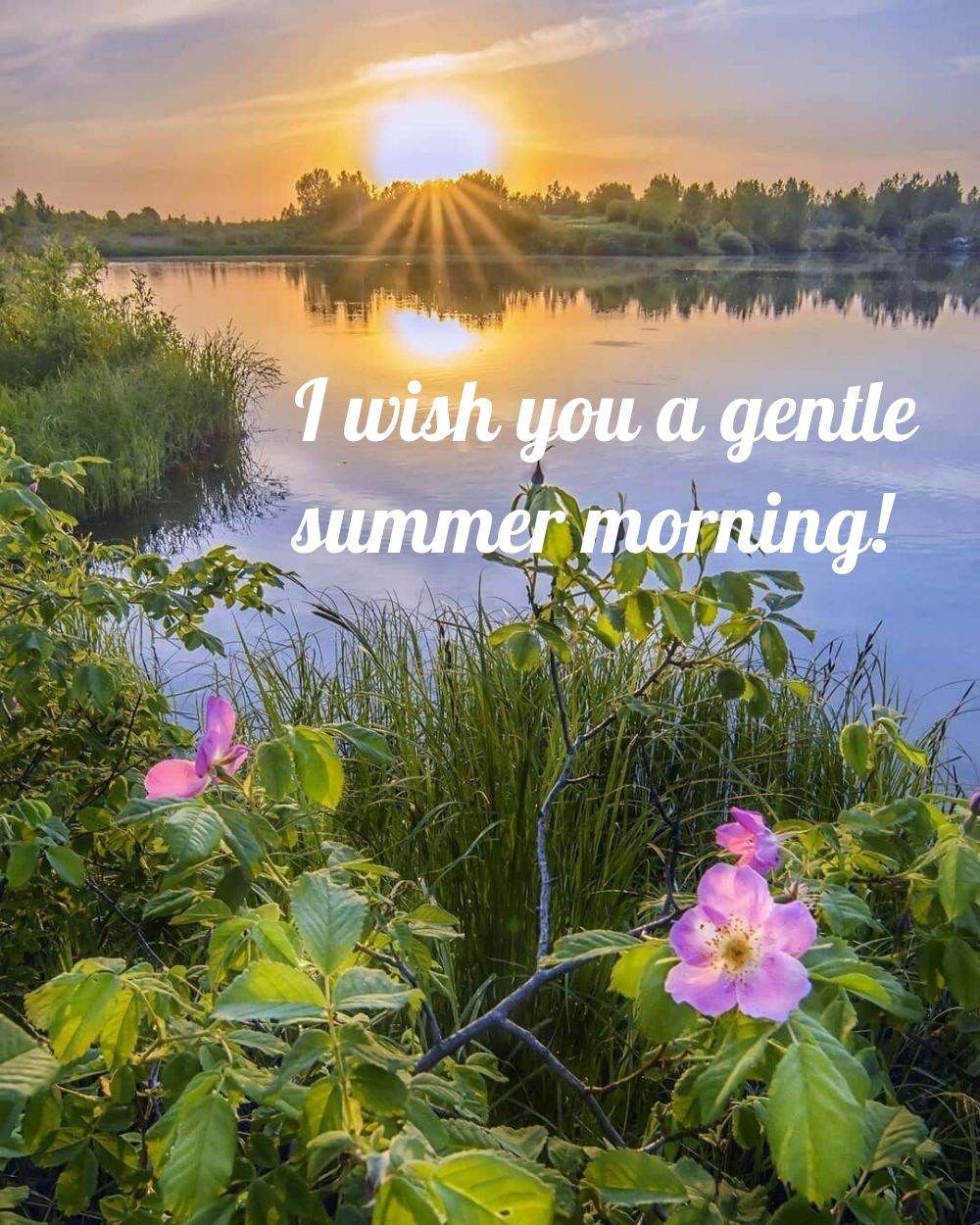 I wish you a gentle summer morning!