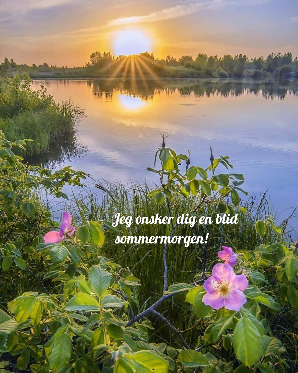 Jeg ønsker dig en blid sommermorgen!