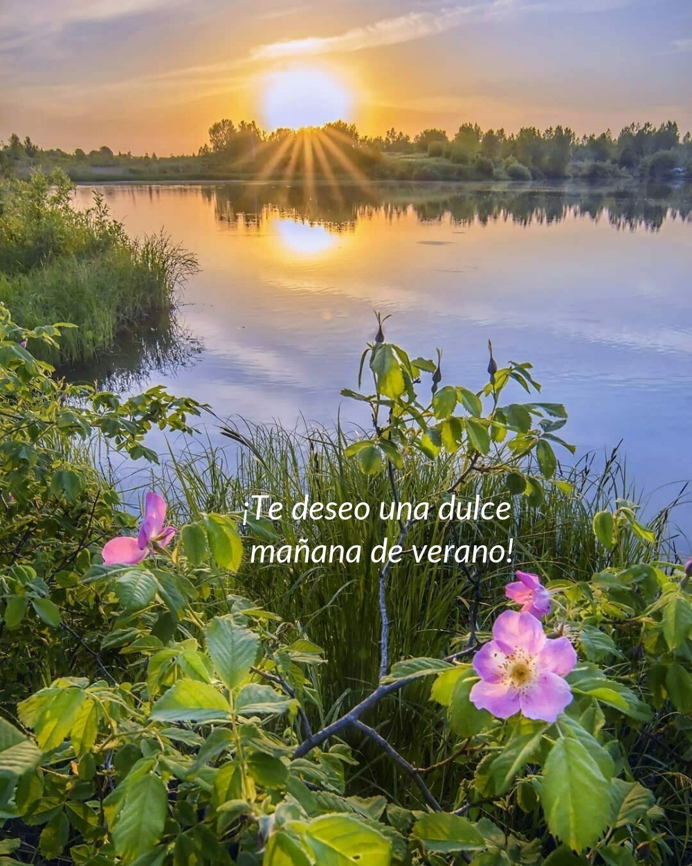 ¡Te deseo una dulce mañana de verano!