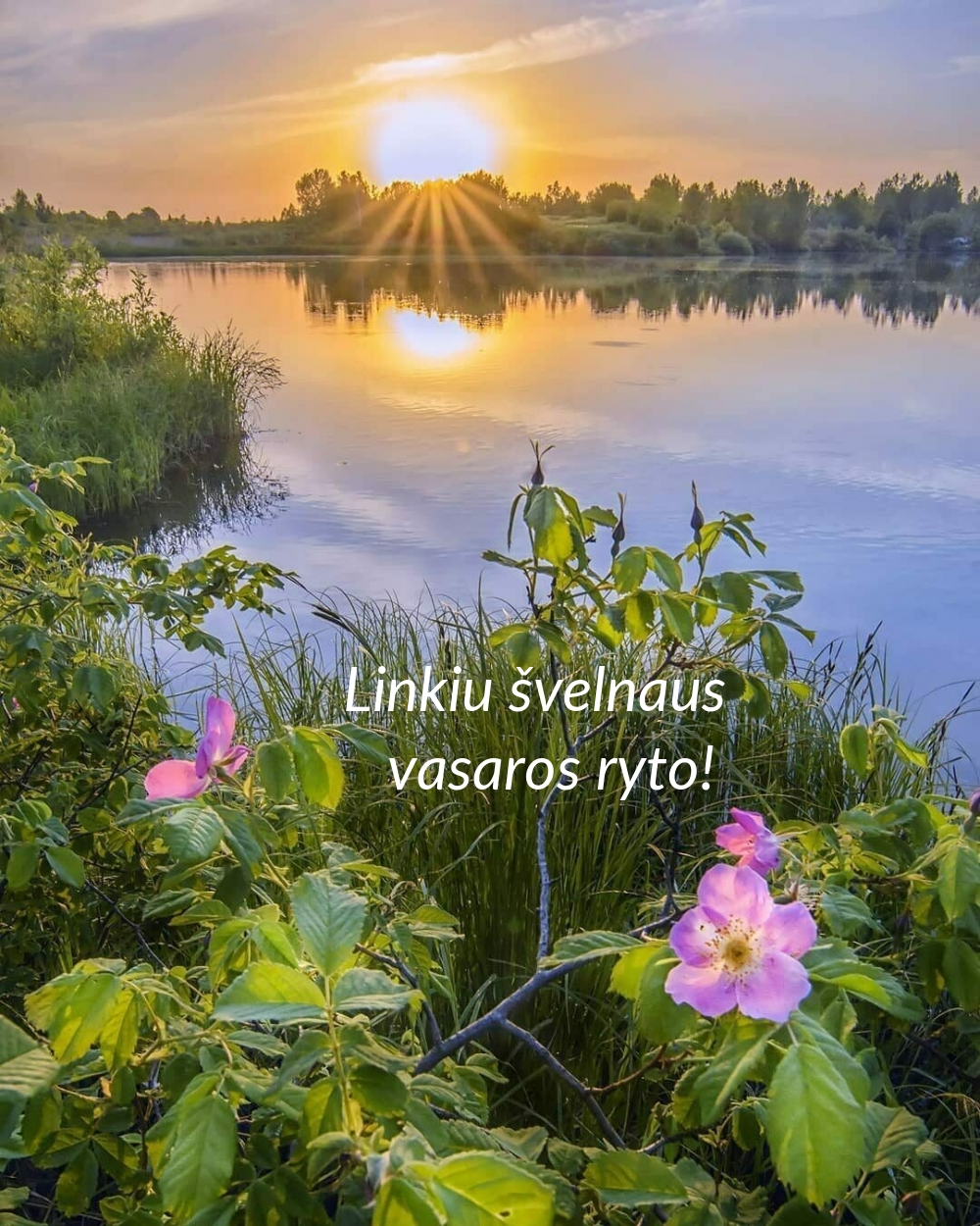 Linkiu švelnaus vasaros ryto!