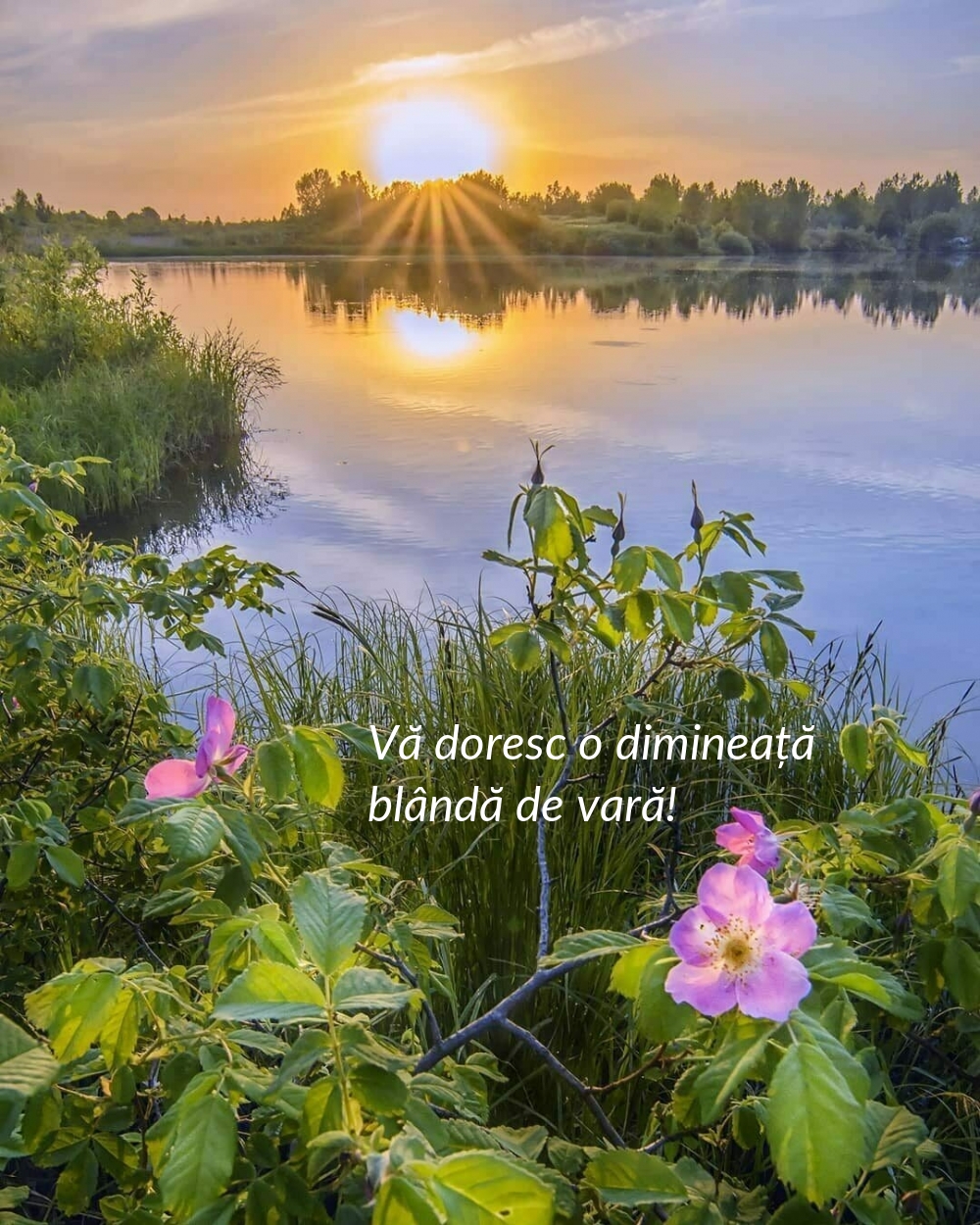 Vă doresc o dimineață blândă de vară!