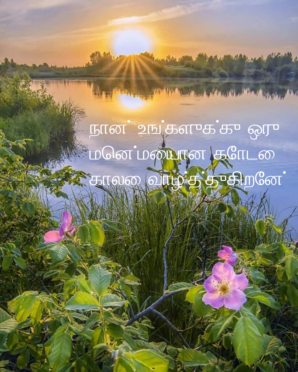 நான் உங்களுக்கு ஒரு மென்மையான