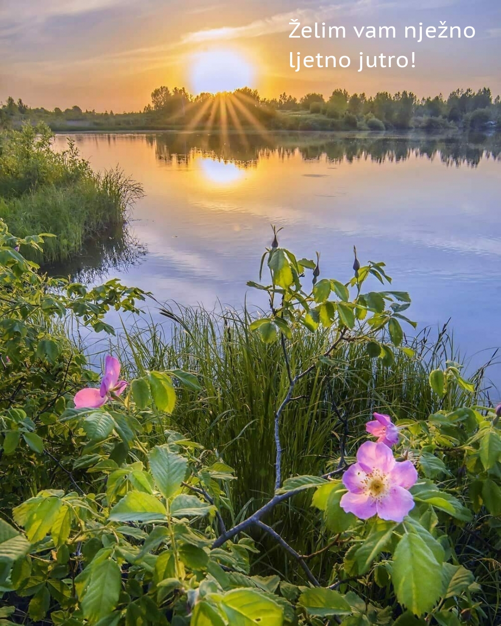 Želim vam nježno ljetno jutro!