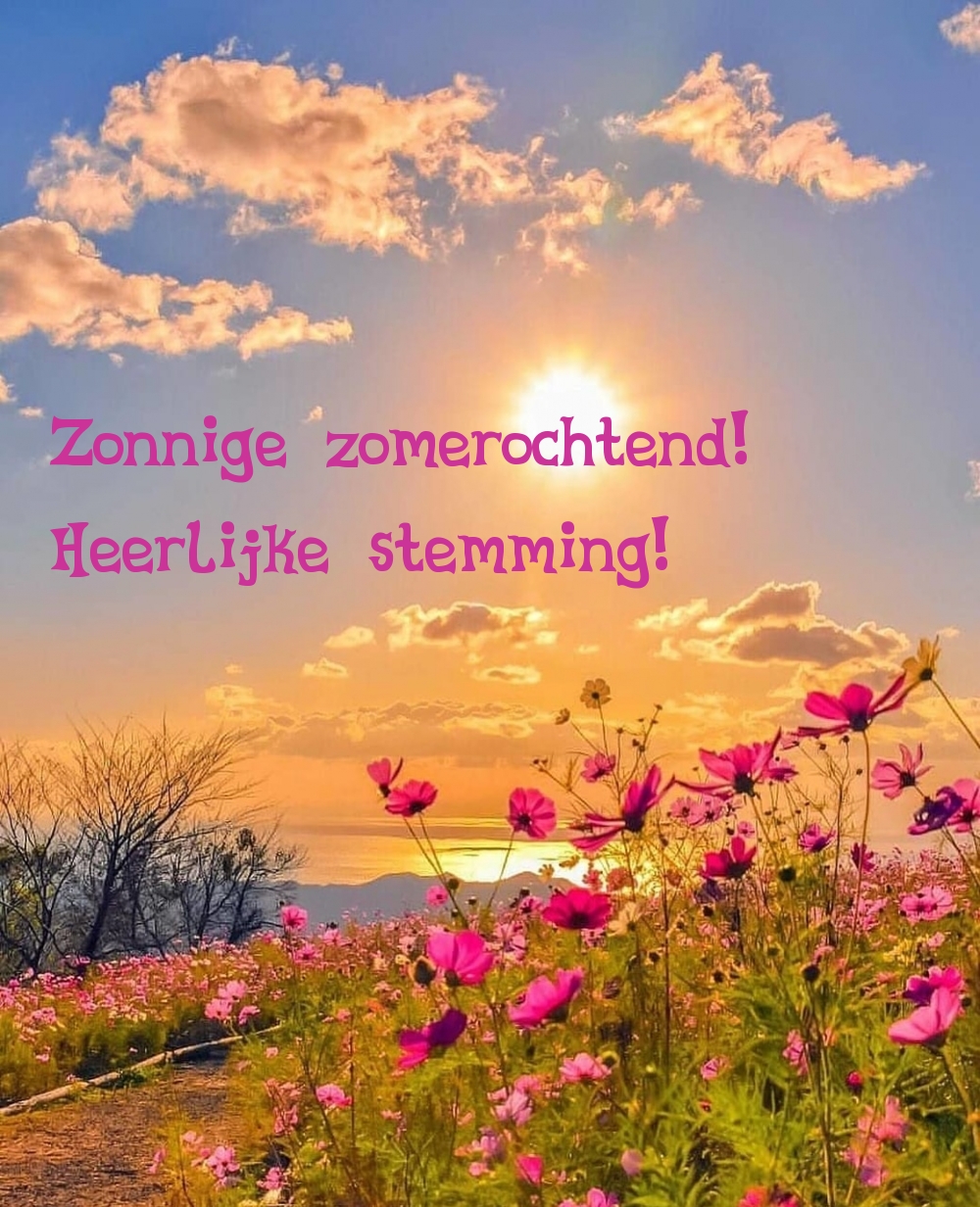 Zonnige zomerochtend! Heerlijke stemming!