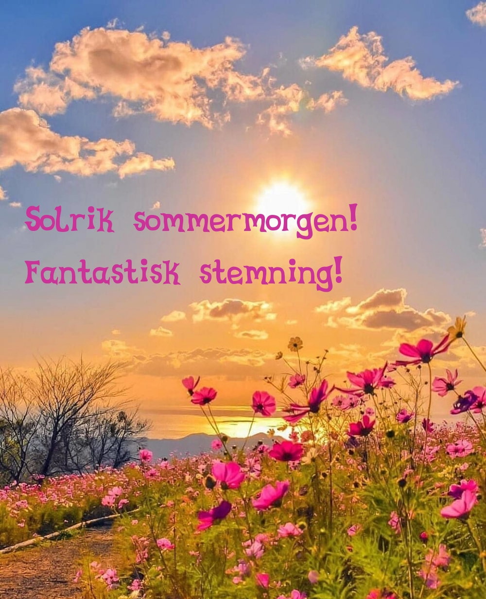 Solrik sommermorgen! Fantastisk stemning!