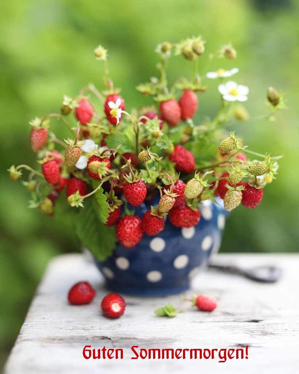 Guten Sommermorgen!