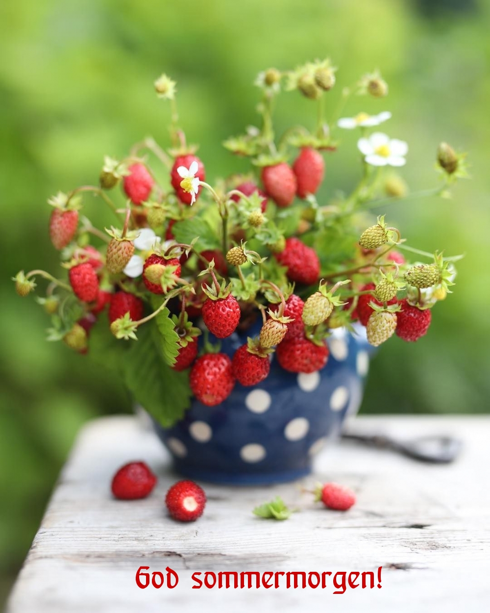 God sommermorgen!