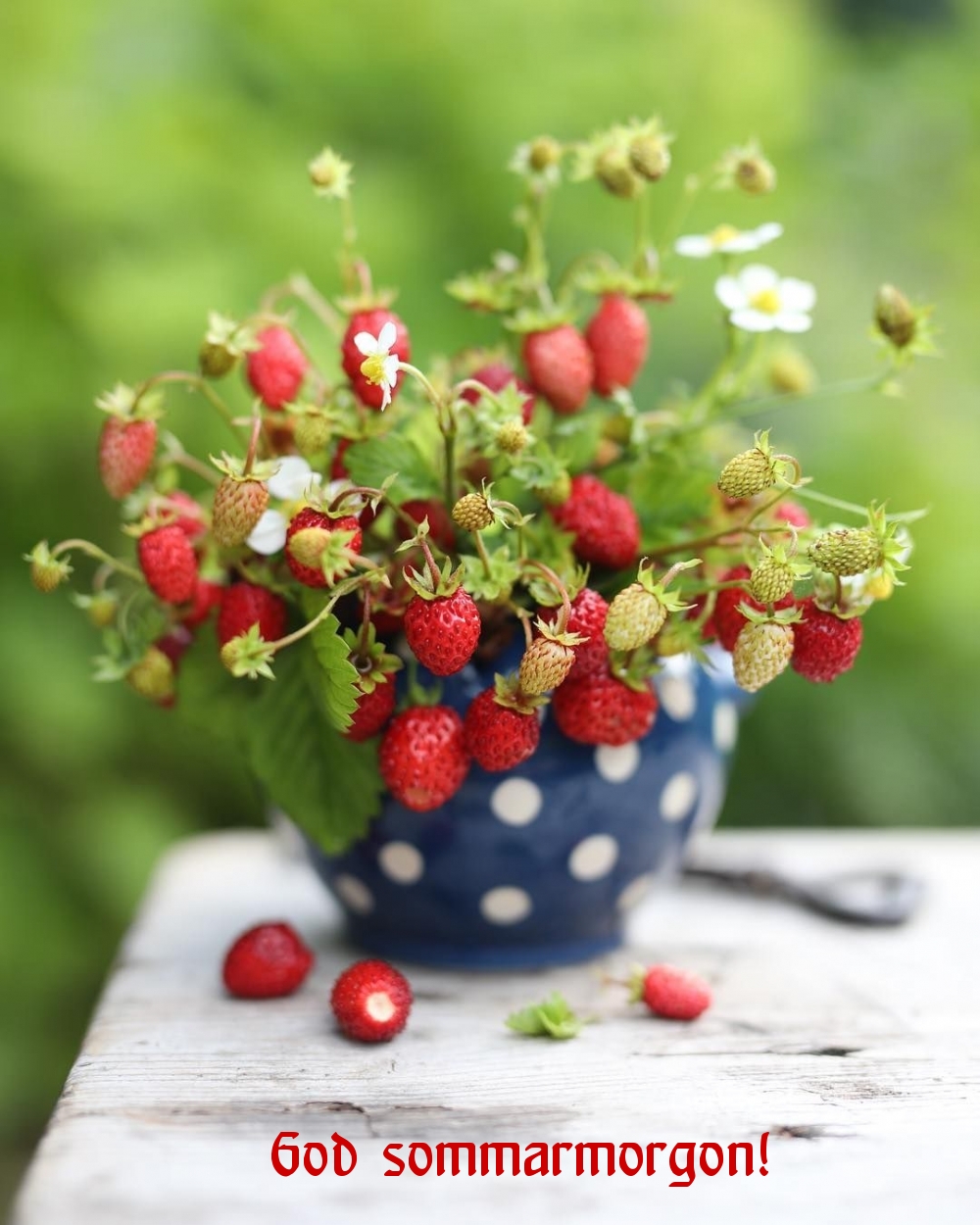 God sommarmorgon!