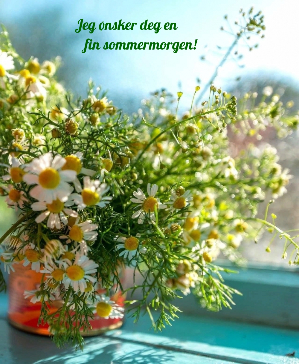 Jeg ønsker deg en fin sommermorgen!