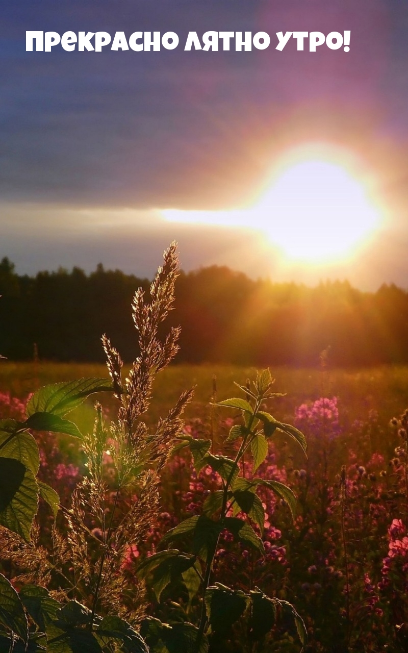 Прекрасно лятно утро!