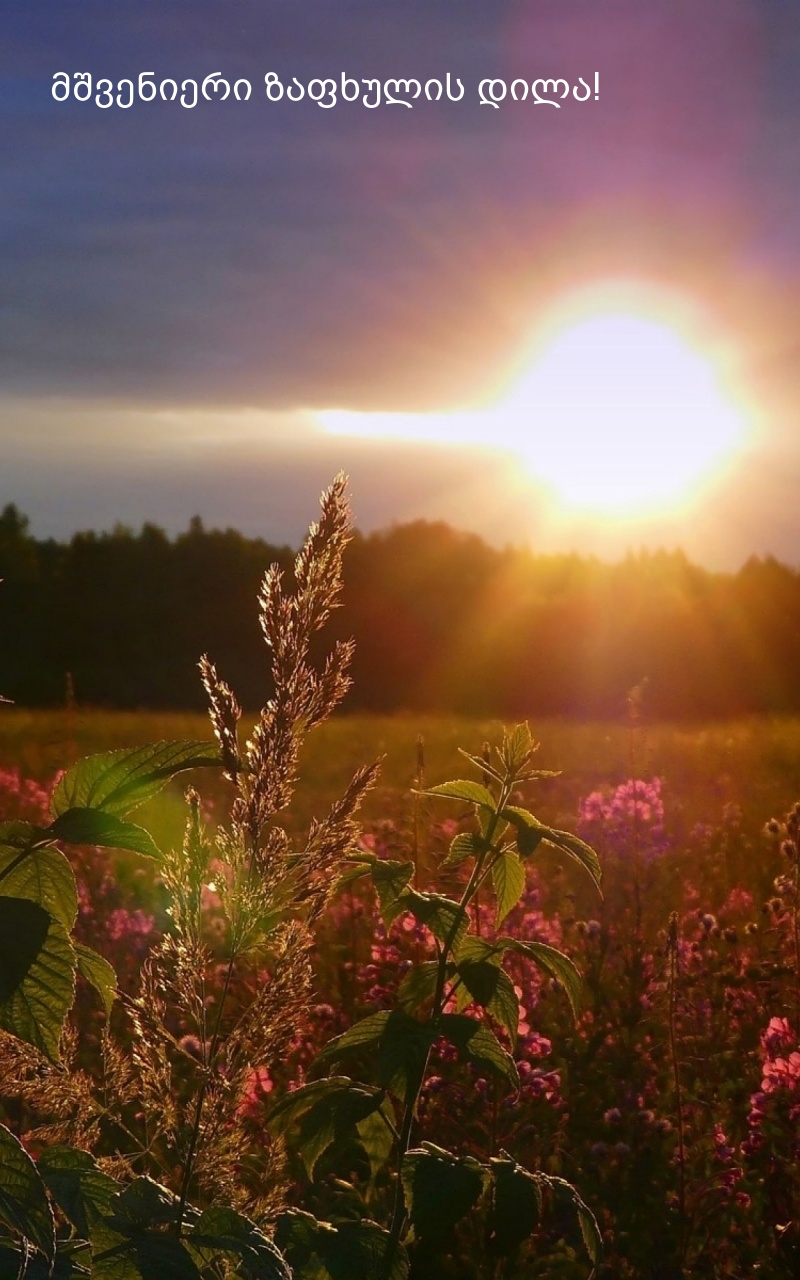მშვენიერი ზაფხულის დილა!