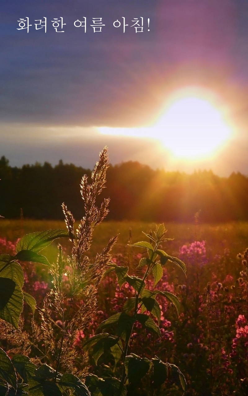 화려한 여름 아침!
