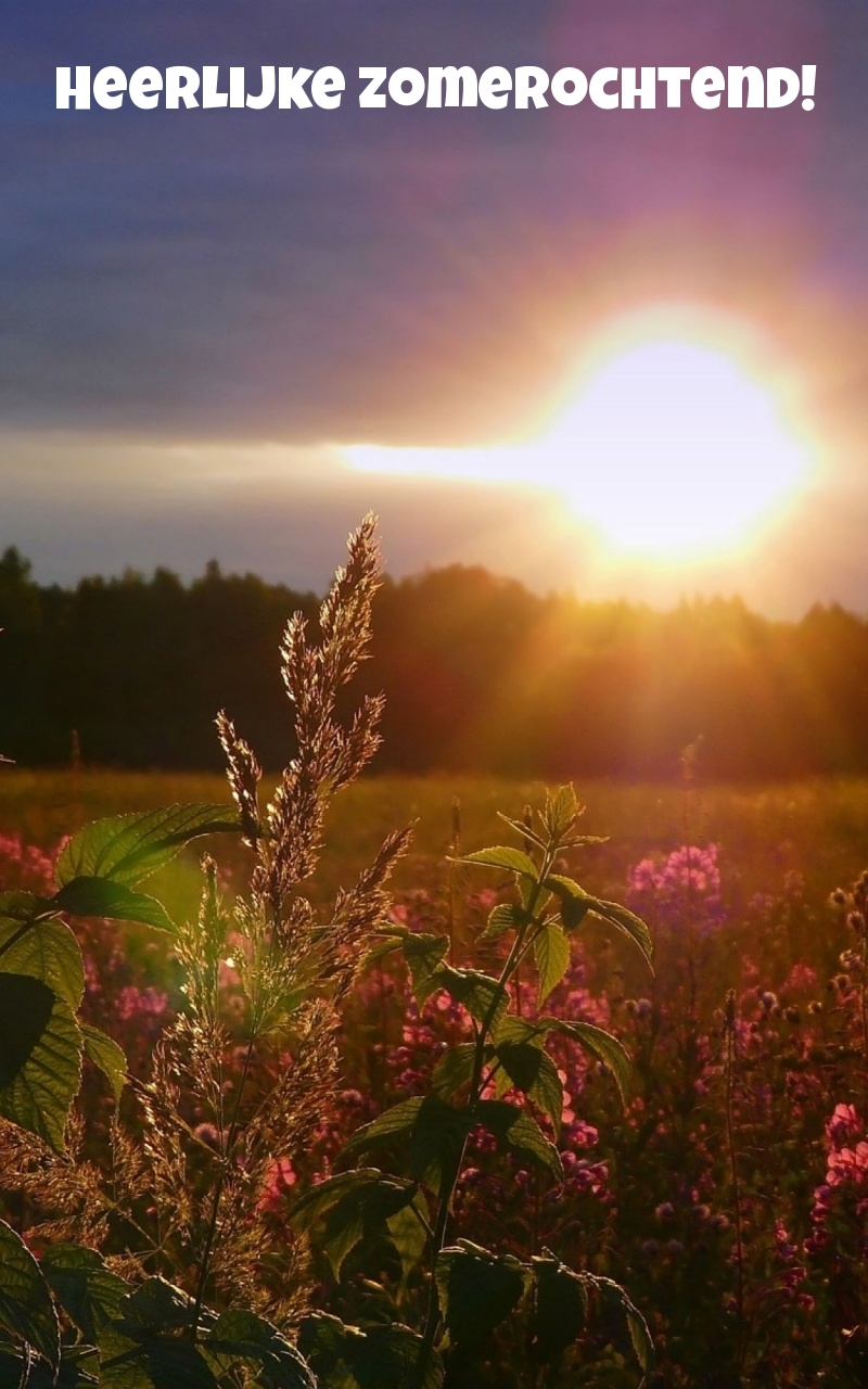 Heerlijke zomerochtend!