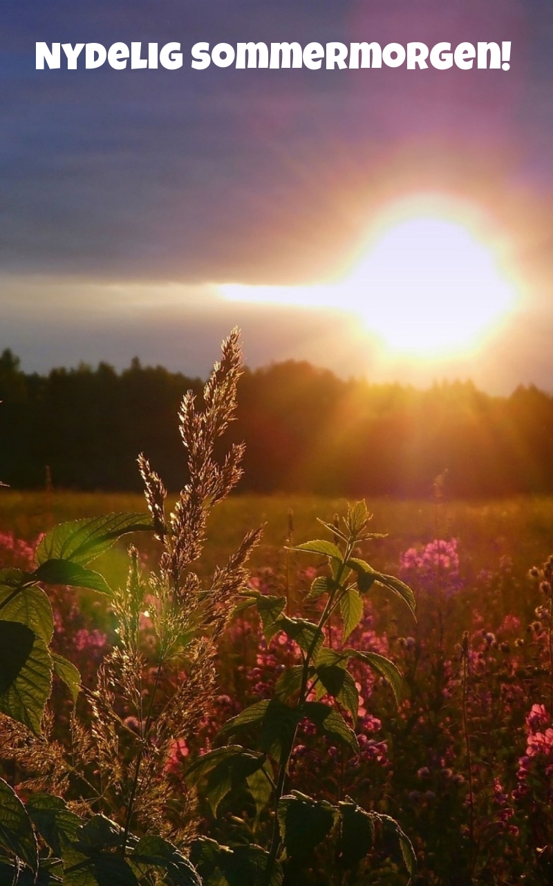 Nydelig sommermorgen!