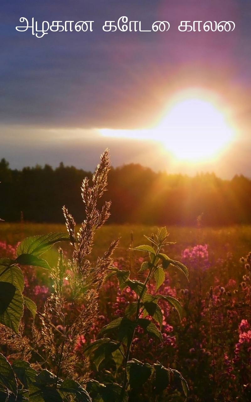 அழகான கோடை காலை!