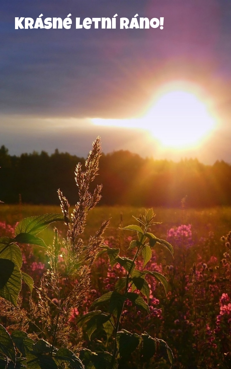 Krásné letní ráno!