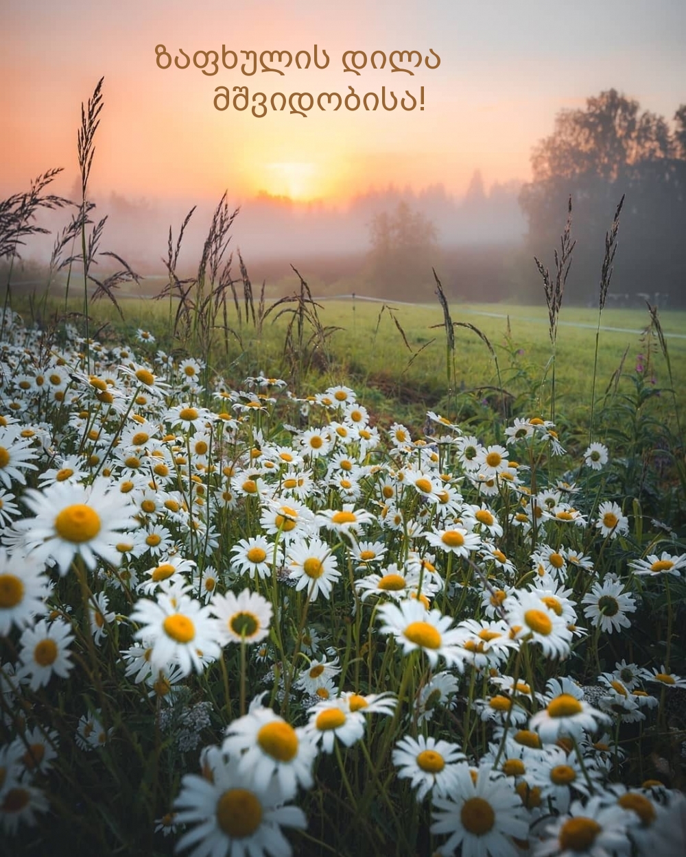 ზაფხულის დილა მშვიდობისა!
