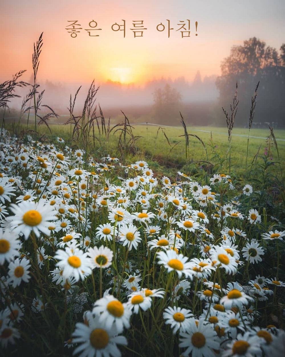좋은 여름 아침!