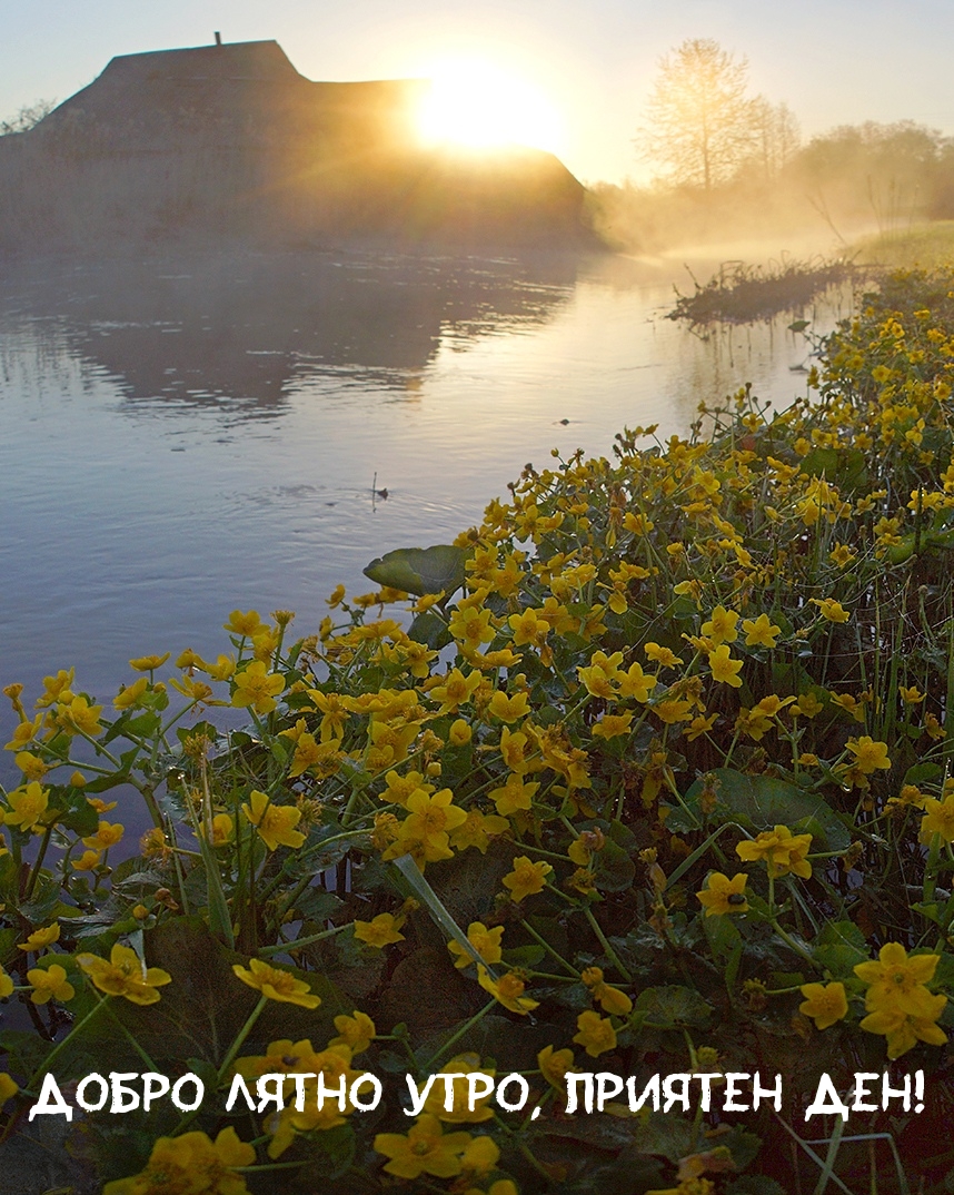 Добро лятно утро, приятен ден!