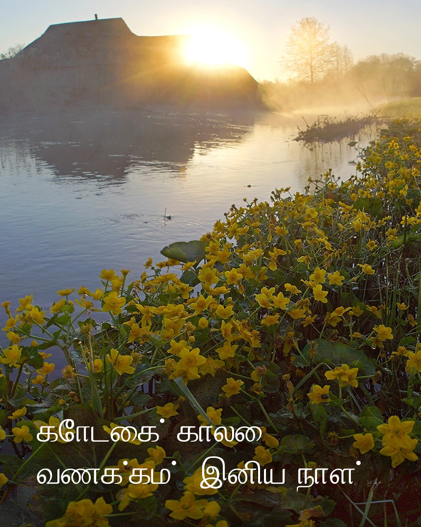 கோடைக் காலை வணக்கம், இனிய நாள்!