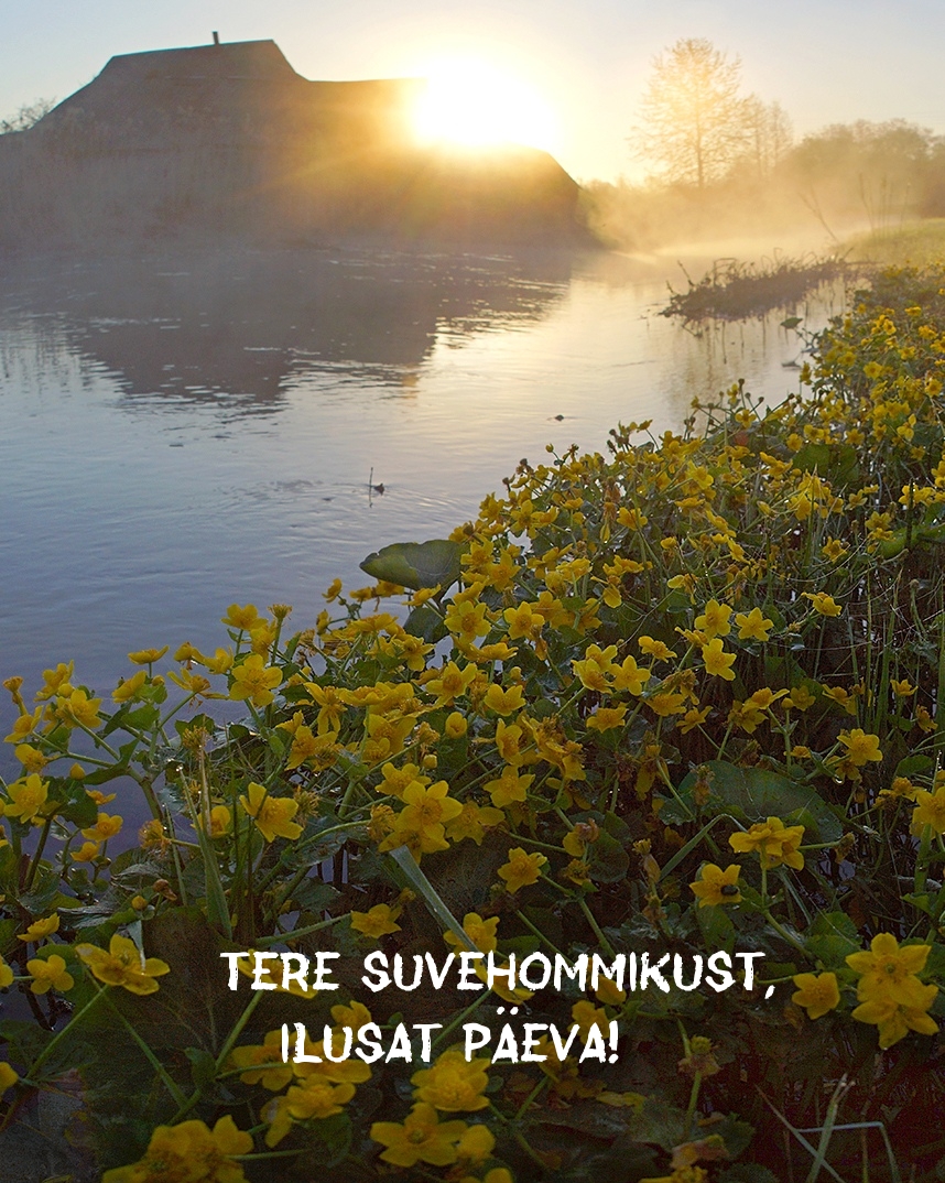 Tere suvehommikust, ilusat päeva!