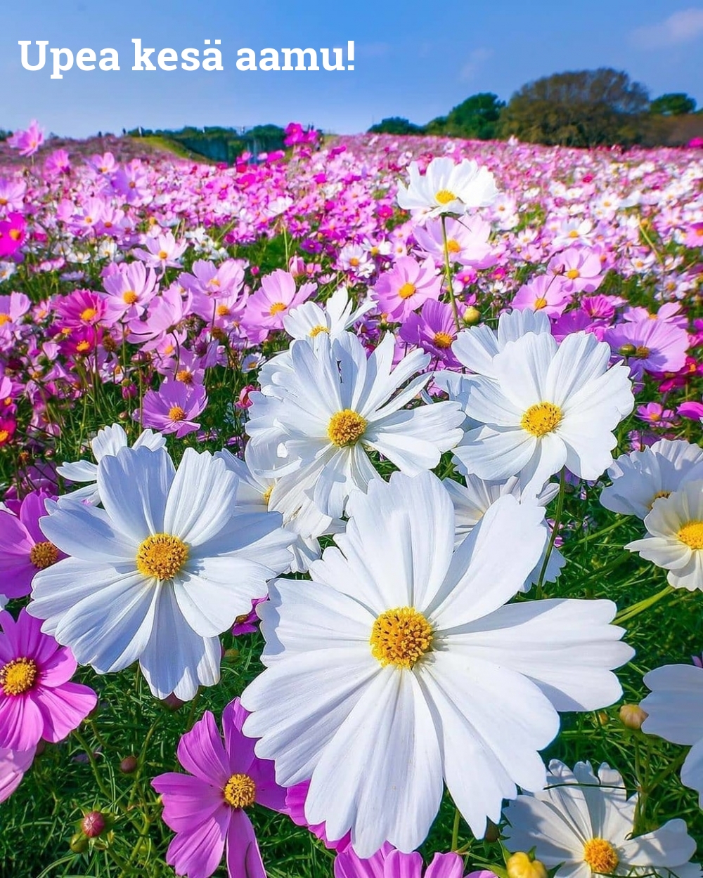 Upea kesä aamu!