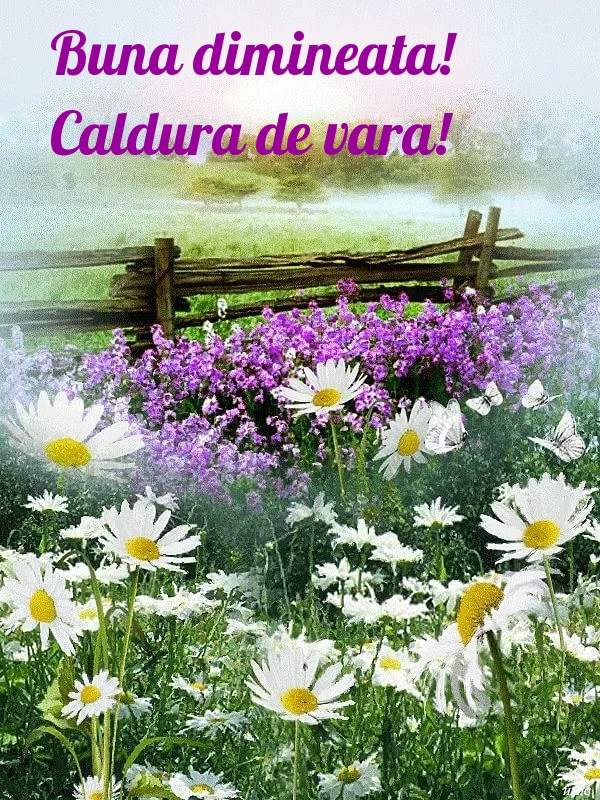 Buna dimineata! Caldura de vara!