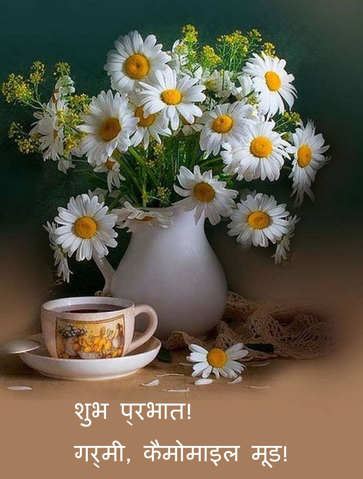 शुभ प्रभात! गर्मी, कैमोमाइल मूड!