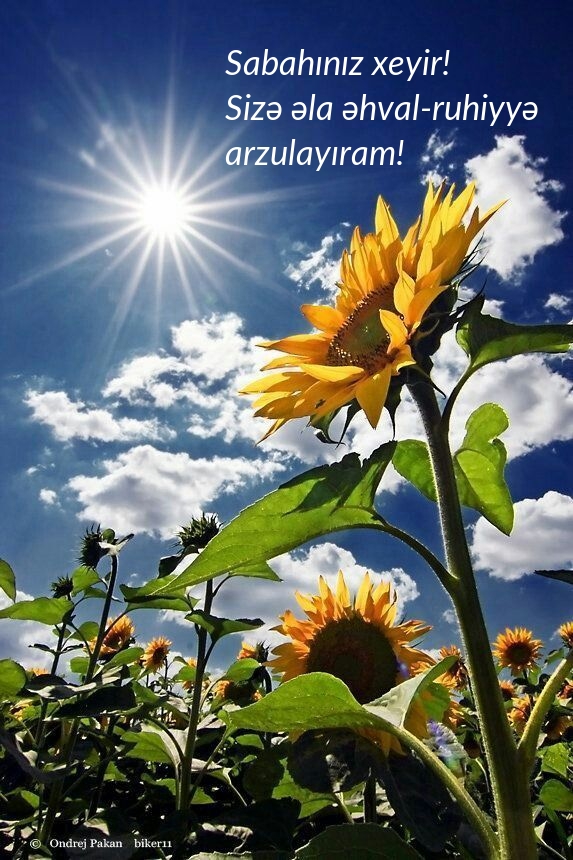Sabahınız xeyir! Sizə əla əhval-ruhiyyə arzulayıram!