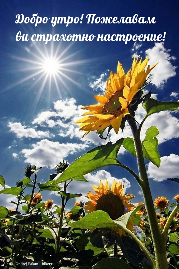 Добро утро! Пожелавам ви страхотно настроение!