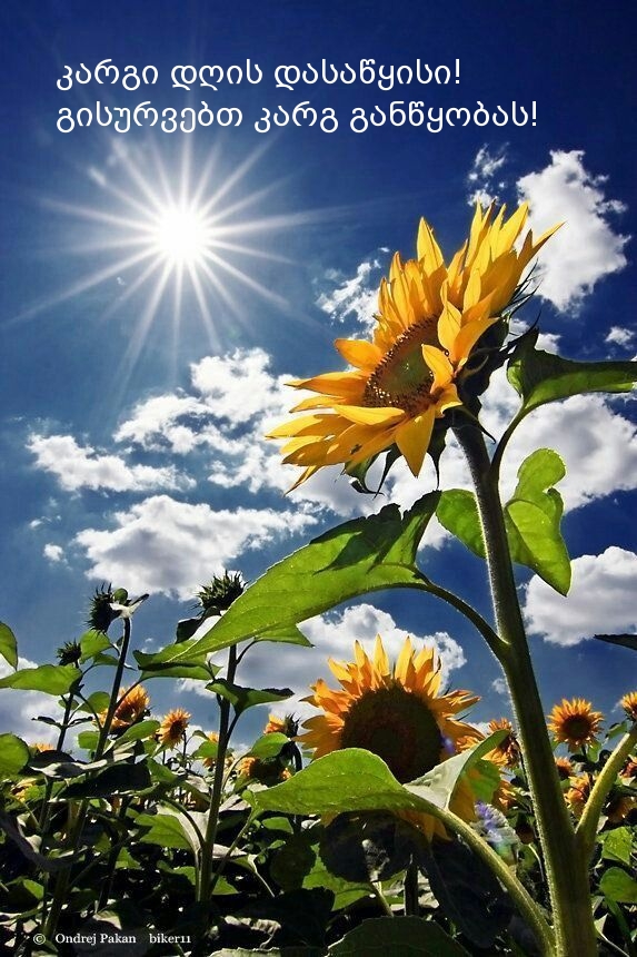 კარგი დღის დასაწყისი!  გისურვებთ კარგ განწყობას!