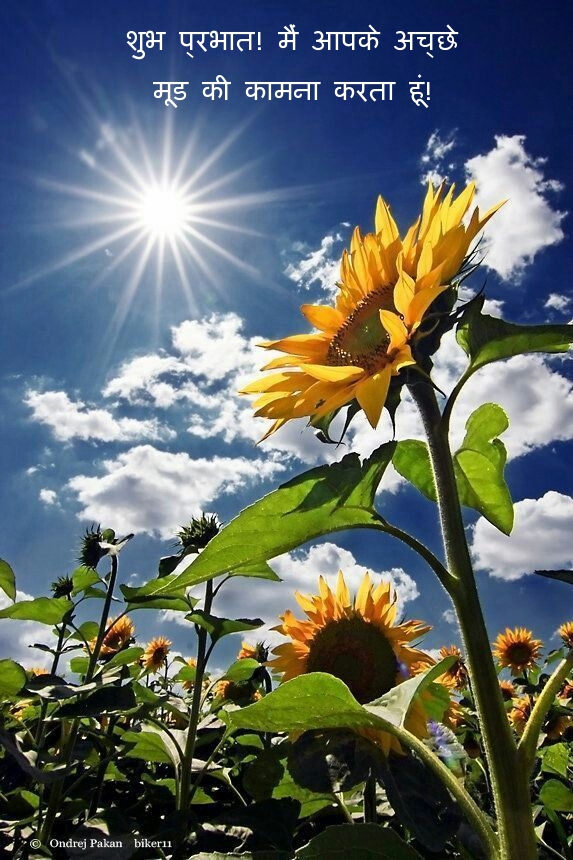 शुभ प्रभात! मैं आपके अच्छे मूड की कामना करता हूं!