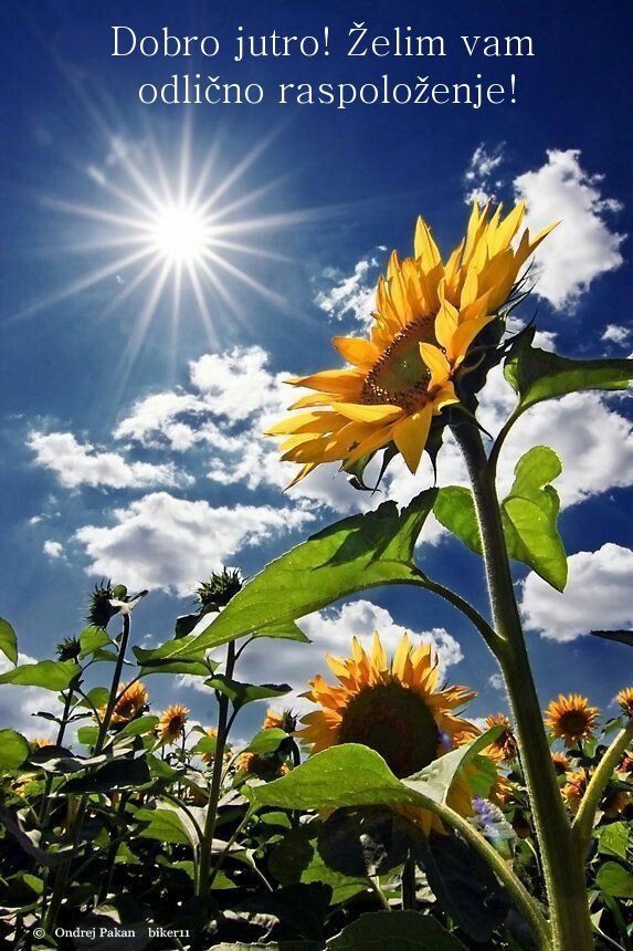 Dobro jutro! Želim vam odlično raspoloženje!