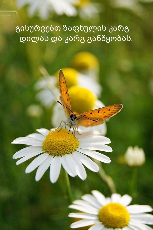 გისურვებთ ზაფხულის კარგ დილას და კარგ განწყობას.