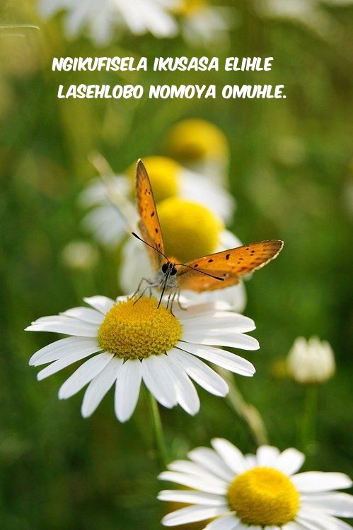 Ngikufisela ikusasa elihle lasehlobo nomoya omuhle.