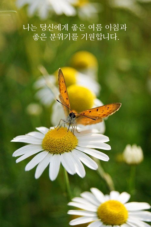 나는 당신에게 좋은 여름 아침과 좋은 분위기를 기원합니다.