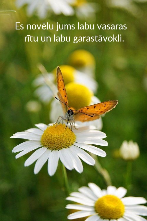 Es novēlu jums labu vasaras rītu un labu garastāvokli.