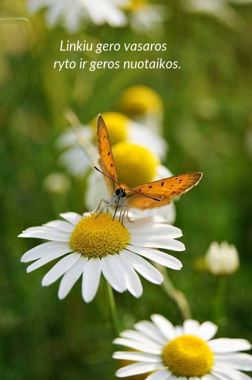 Linkiu gero vasaros ryto ir geros nuotaikos.