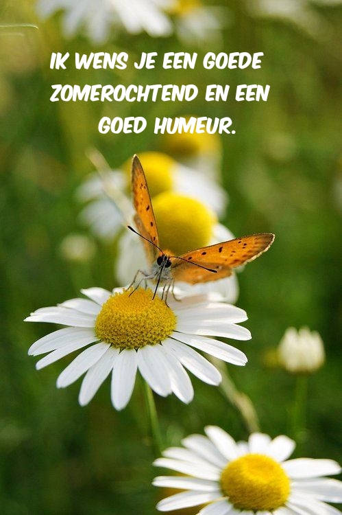 Ik wens je een goede zomerochtend en een goed humeur.