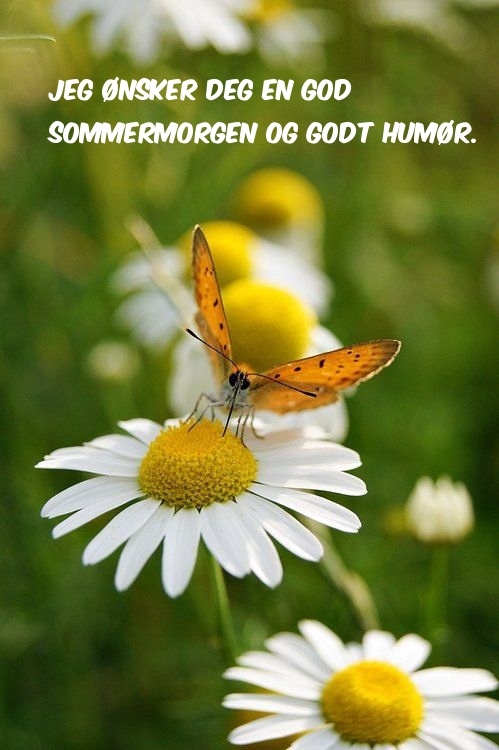 Jeg ønsker deg en god sommermorgen og godt humør.