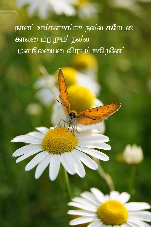 நான் உங்களுக்கு நல்ல கோடை காலை மற்றும் நல்ல 