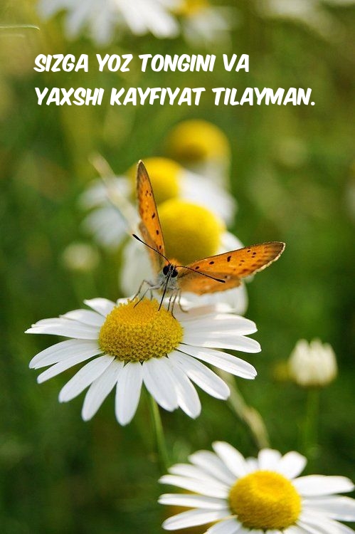 Sizga yoz tongini va yaxshi kayfiyat tilayman.