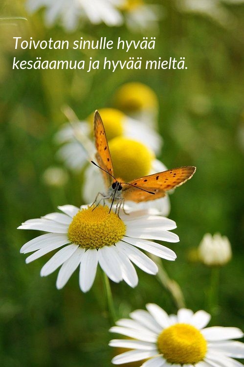 Toivotan sinulle hyvää kesäaamua ja hyvää mieltä.